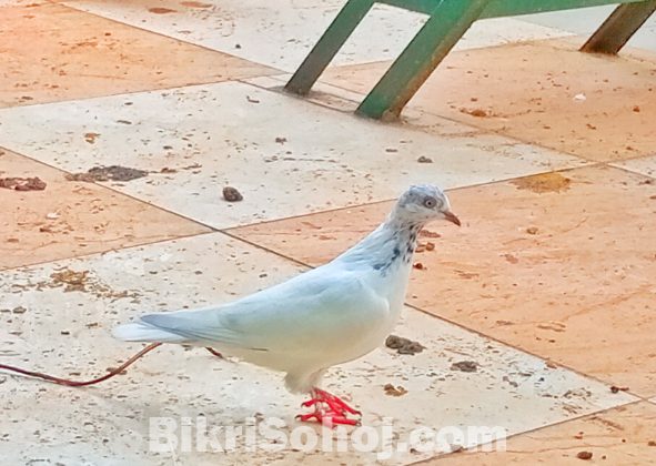 রানিং খাকি কবুতর